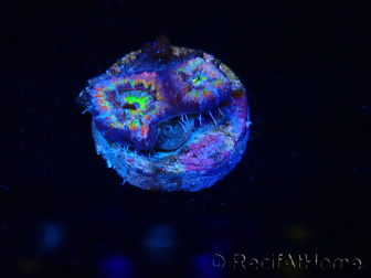 WYSIWYG Micromussa lordhowensis (ehemals Acanthastrea)
