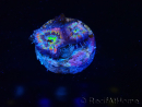 WYSIWYG Micromussa lordhowensis (formerly Acanthastrea)