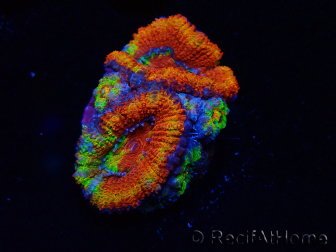 WYSIWYG Micromussa lordhowensis (formerly Acanthastrea)