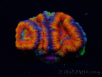 WYSIWYG Micromussa lordhowensis (ex Acanthastrea)