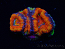 WYSIWYG Micromussa lordhowensis (ex Acanthastrea) 6J8