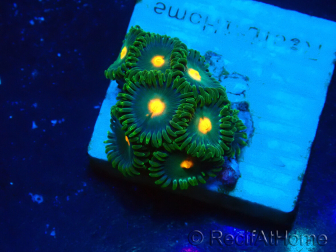 WYSIWYG - ZoanthusMaricultura Indo Aclimatado bajo led
