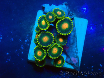 WYSIWYG - ZoanthusMarikultur Indo Akklimatisiert unter LED