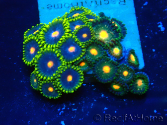 WYSIWYG - ZoanthusIndo Mariculture Acclimated under LED lighting