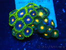 WYSIWYG - ZoanthusIndo Mariculture Acclimated under LED lighting