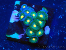 WYSIWYG - ZoanthusMariculture Indo Acclimaté sous led