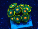 WYSIWYG - ZoanthusMaricultura Indo Aclimatado bajo LED