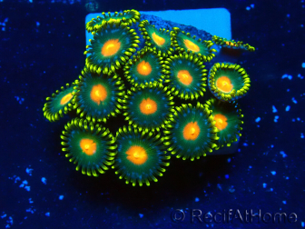 WYSIWYG - ZoanthusMarikultur Indo Akklimatisiert unter LED