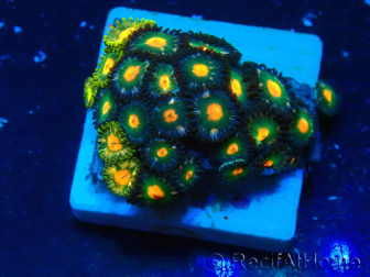 WYSIWYG - ZoanthusMariculture Indo Acclimaté sous led