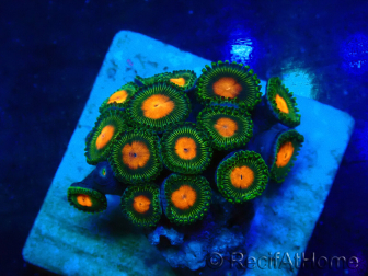 WYSIWYG - ZoanthusMaricultur Indo Eingewöhnt unter LED