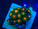 WYSIWYG - ZoanthusMariculture Indo Acclimaté sous led
