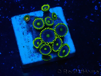 WYSIWYG - Zoanthus 14S1 Mariculture Indo Acclimaté sous led