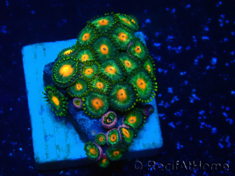 WYSIWYG - ZoanthusMariculture Indo Acclimaté sous led