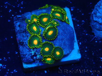 WYSIWYG - ZoanthusMariculture Indo Acclimatized under LED