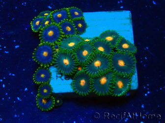 WYSIWYG - ZoanthusMaricultura Indo Aclimatado bajo led