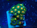 WYSIWYG - Zoanthus 14S5 Mariculture Indo Acclimaté sous led