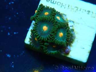WYSIWYG - ZoanthusMariculture Indo Acclimated under LED