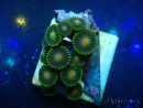 WYSIWYG - ZoanthusMarikultur Indo Akklimatisiert unter LED