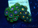 WYSIWYG - ZoanthusMariculture Indo Acclimaté sous led