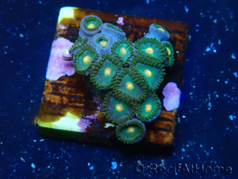 WYSIWYG - ZoanthusMariculture Indo Acclimaté sous led