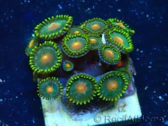WYSIWYG - Zoanthus 14R3 Mariculture Indo Acclimaté sous led