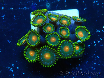 WYSIWYG - ZoanthusMariculture Indo Acclimaté sous led