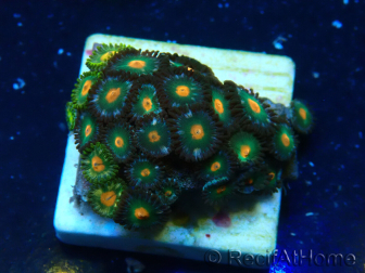 WYSIWYG - ZoanthusMaricoltura Indo Acclimatato sotto led