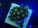 WYSIWYG - Zoanthus 14R6 Mariculture Indo Acclimaté sous led