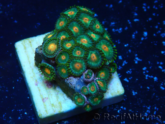 WYSIWYG - ZoanthusMaricoltura Indo Acclimatato sotto led