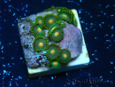 WYSIWYG - ZoanthusMaricultura Indo Aclimatado bajo LED