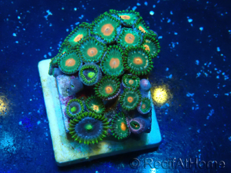 WYSIWYG - ZoanthusMarikultur Indo akklimatisiert unter LED
