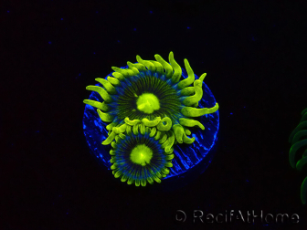 WYSIWYG - Zoanthus Corona 40J2