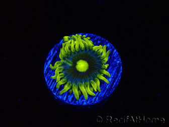 WYSIWYG - Zoanthus Corona 40J5