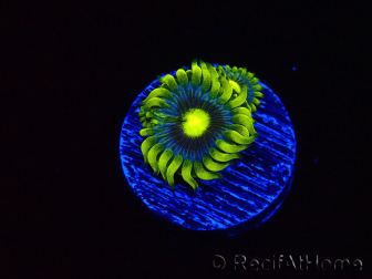 WYSIWYG - Zoanthus Corona 40J7