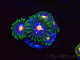 WYSIWYG - JF Zoanthus Stargazer 40K7
