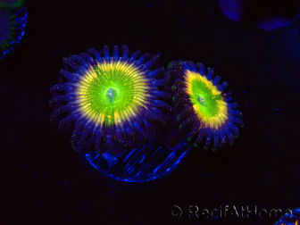 WYSIWYG - Zoanthus Tinkerbells