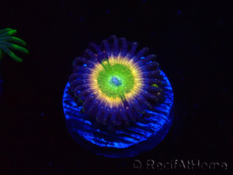 WYSIWYG - Zoanthus Tinkerbells
