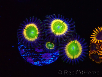 WYSIWYG - Zoanthus Tinkerbells