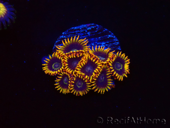 WYSIWYG - Zoanthus Rainbow Hornet 40M1