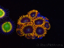WYSIWYG - Zoanthus Rainbow Hornet 40M5