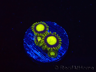 WYSIWYG - Zoanthus King Midas 40R1