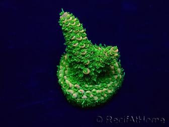 WYSIWYG Acropora Maricultuur geacclimatiseerd LED