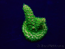 WYSIWYG Acropora 15C12 Mariculture acclimaté led