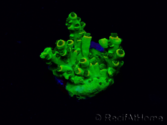 WYSIWYG Acropora Australie acclimaté led