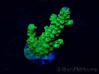 WYSIWYG Acropora Mariculture acclimated LED