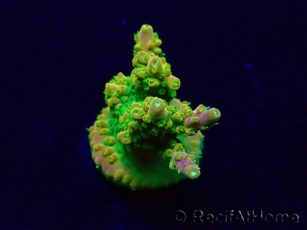 WYSIWYG Acropora Mariculture acclimated LED