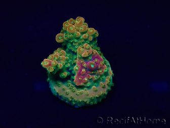 WYSIWYG Acropora Mariculture acclimated under LED