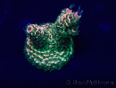 WYSIWYG Acropora millepora Mariculture acclimated LED