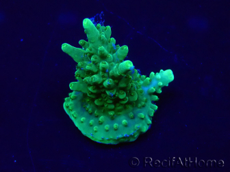 WYSIWYG Acropora akklimatisiert LED