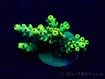 WYSIWYG Acropora Mariculture acclimated LED